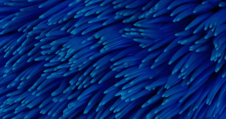 organisation-human-capital-fallback